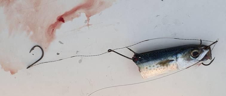 One Flash and Your Bait's Slashed fishing photo 5