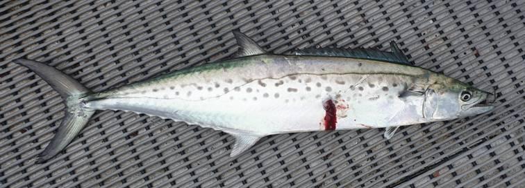One Flash and Your Bait's Slashed fishing photo 7