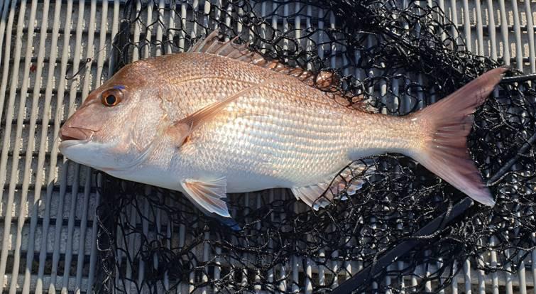One Flash and Your Bait's Slashed fishing photo 9