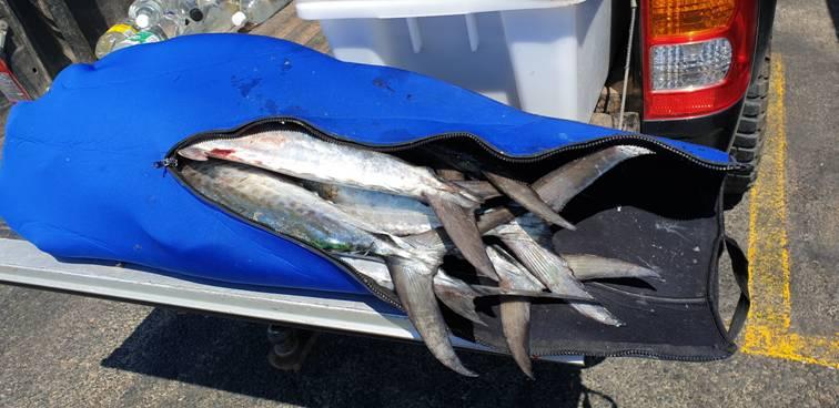 One Flash and Your Bait's Slashed fishing photo 15