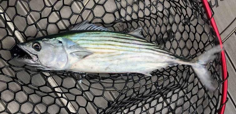 Plastic Fantastics for Oceanics fishing photo 12