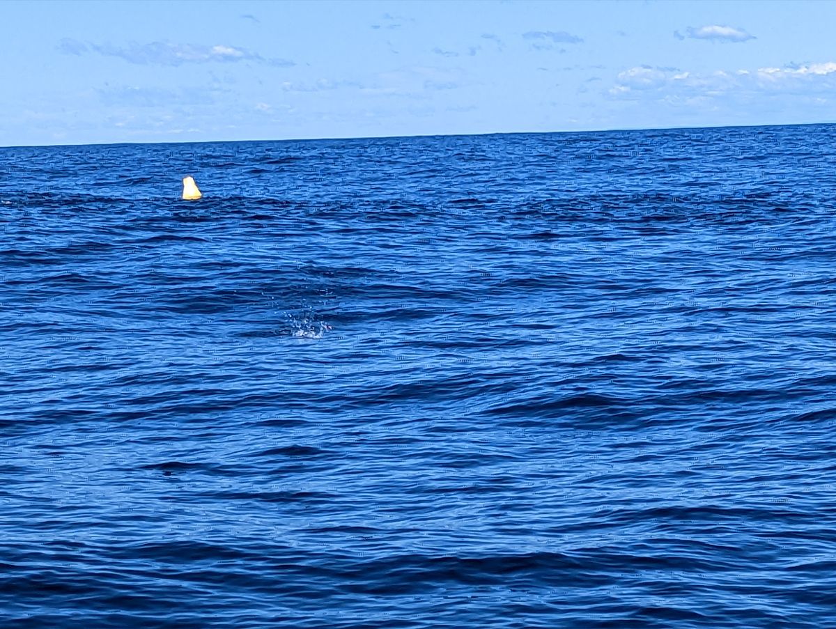 Popping at the FADs fishing photo 1