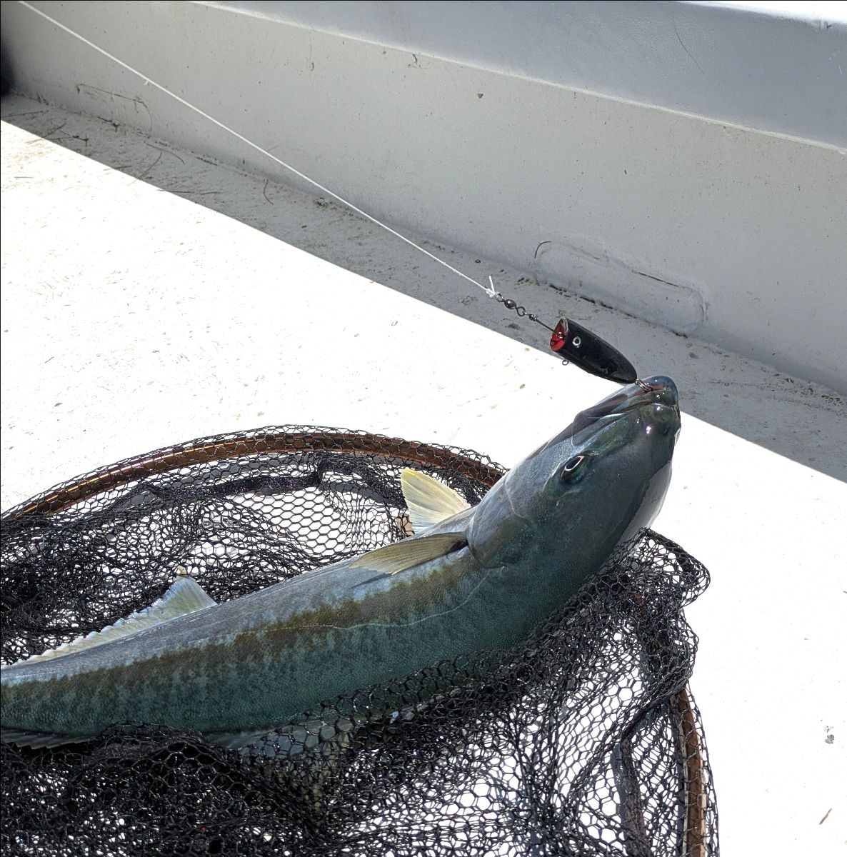 Popping Kingfish fishing photo 8