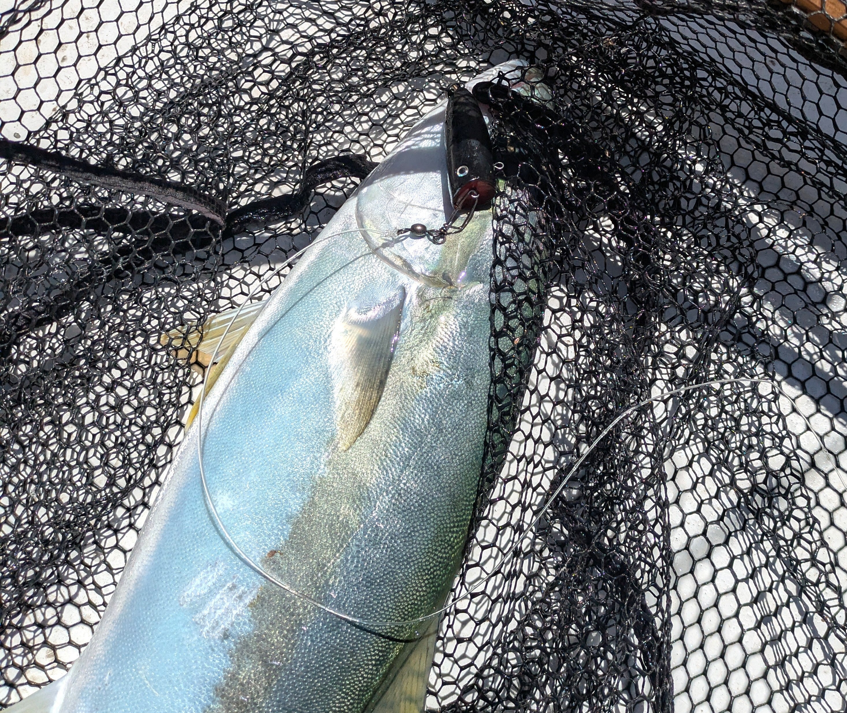 Popping Kingfish fishing photo 9