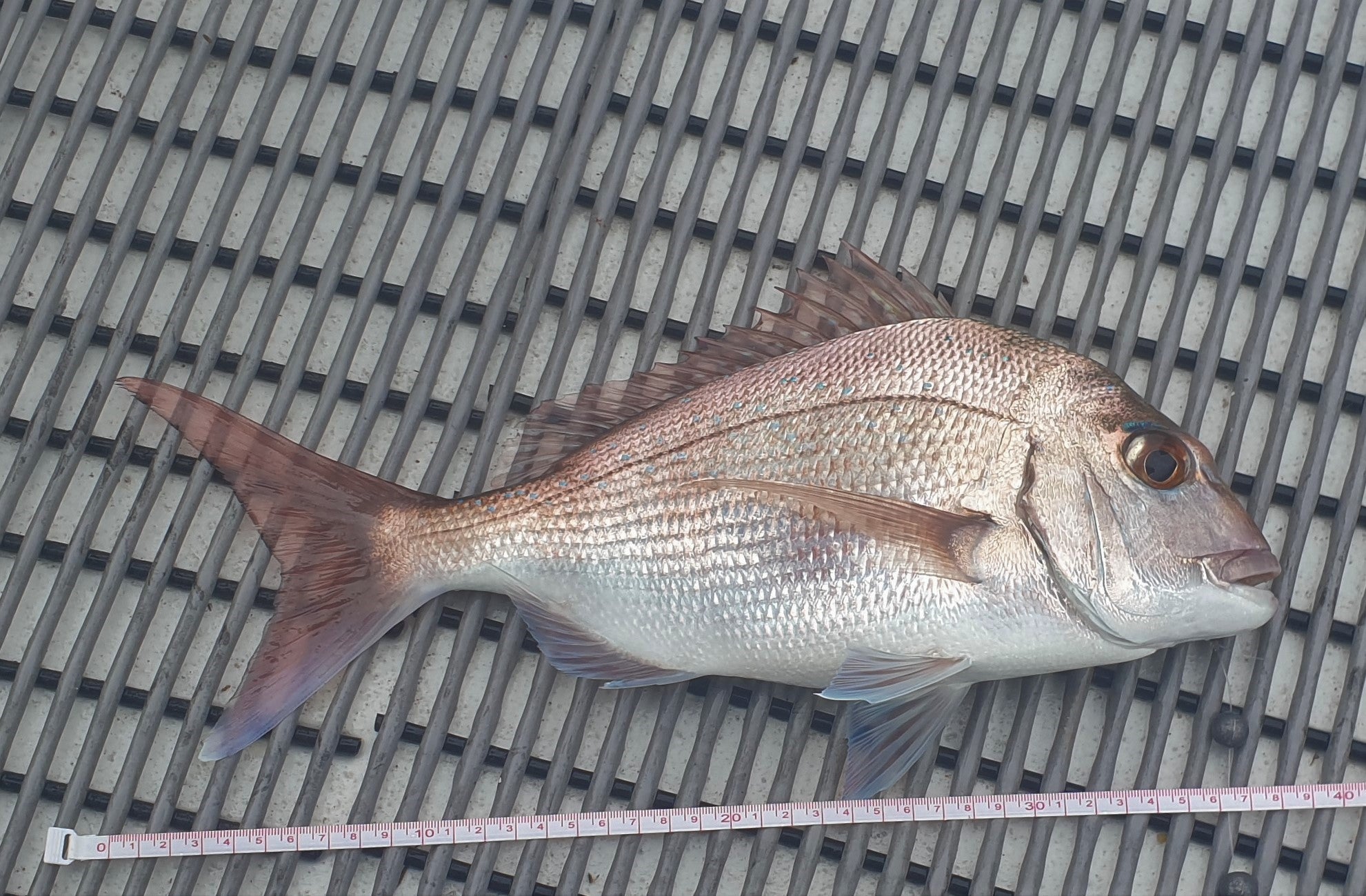 Rainy Day Offshore fishing photo 6