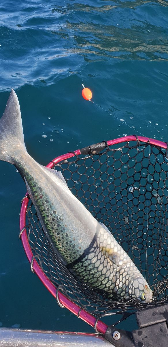 Rambo the Sambo fishing photo 5