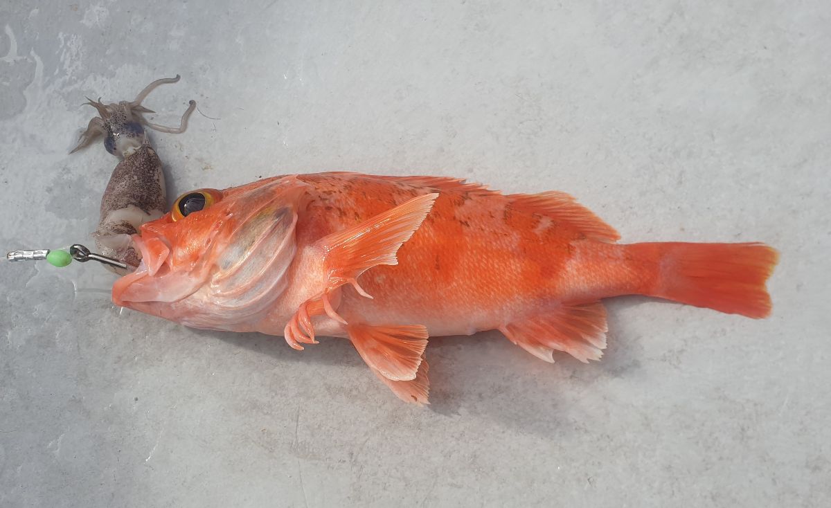 Red Dragon Ticks The Boxes fishing photo 3