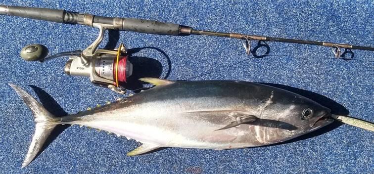 Kingfish with jigging rod and reel used by Downrigger Shop in 2018