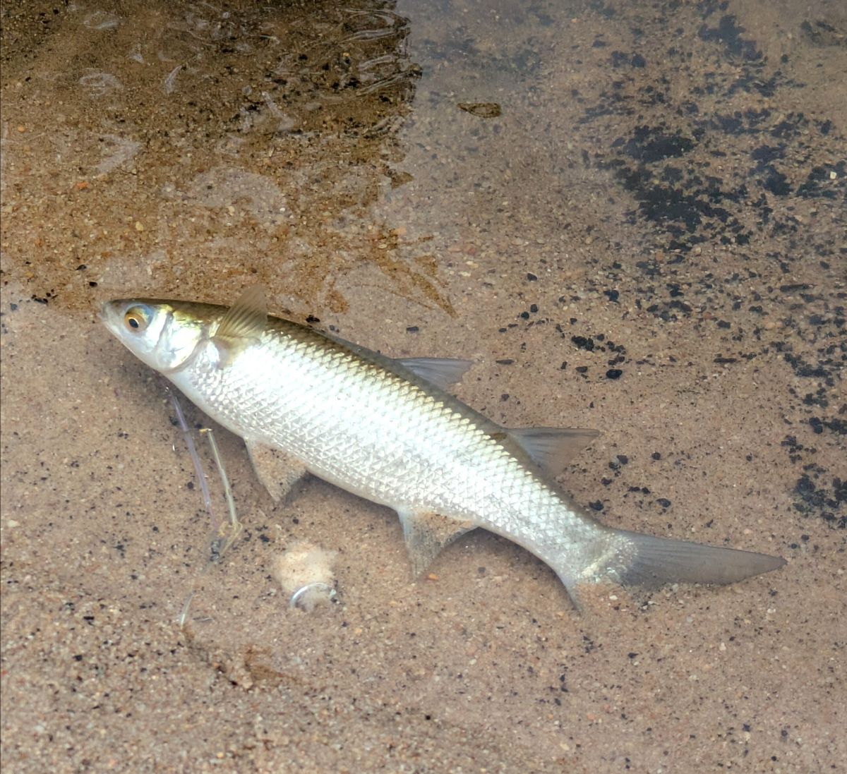 River to Sea fishing photo 5