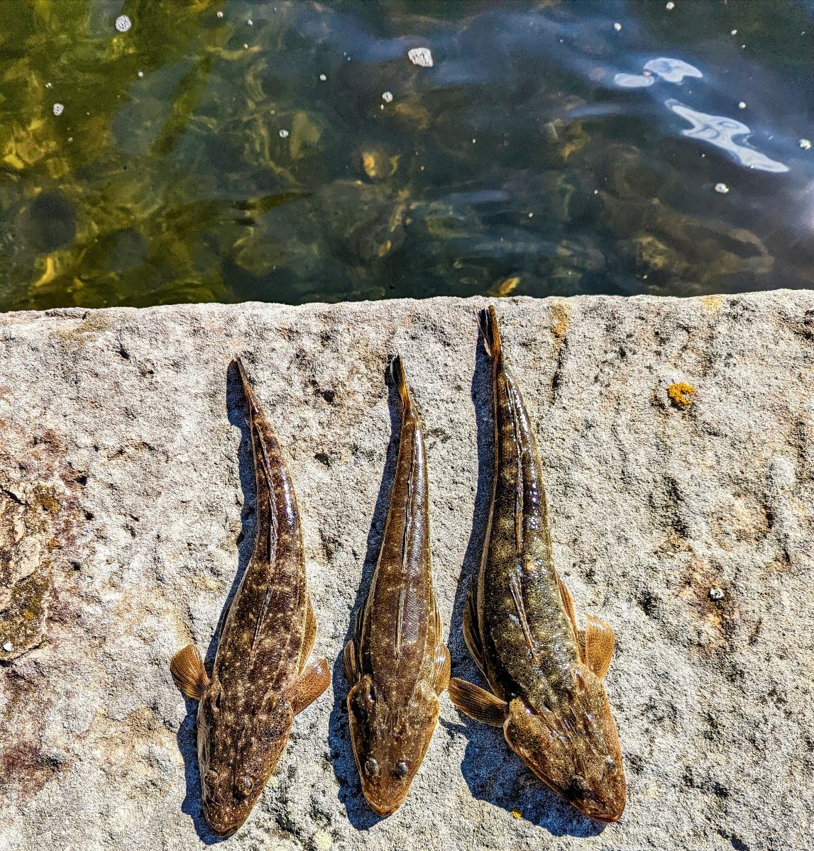 'Seafood Set To Soar' fishing photo 4