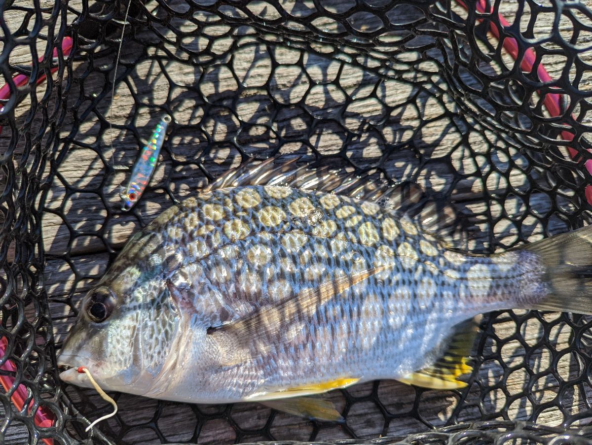 'Seafood Set To Soar' fishing photo 5