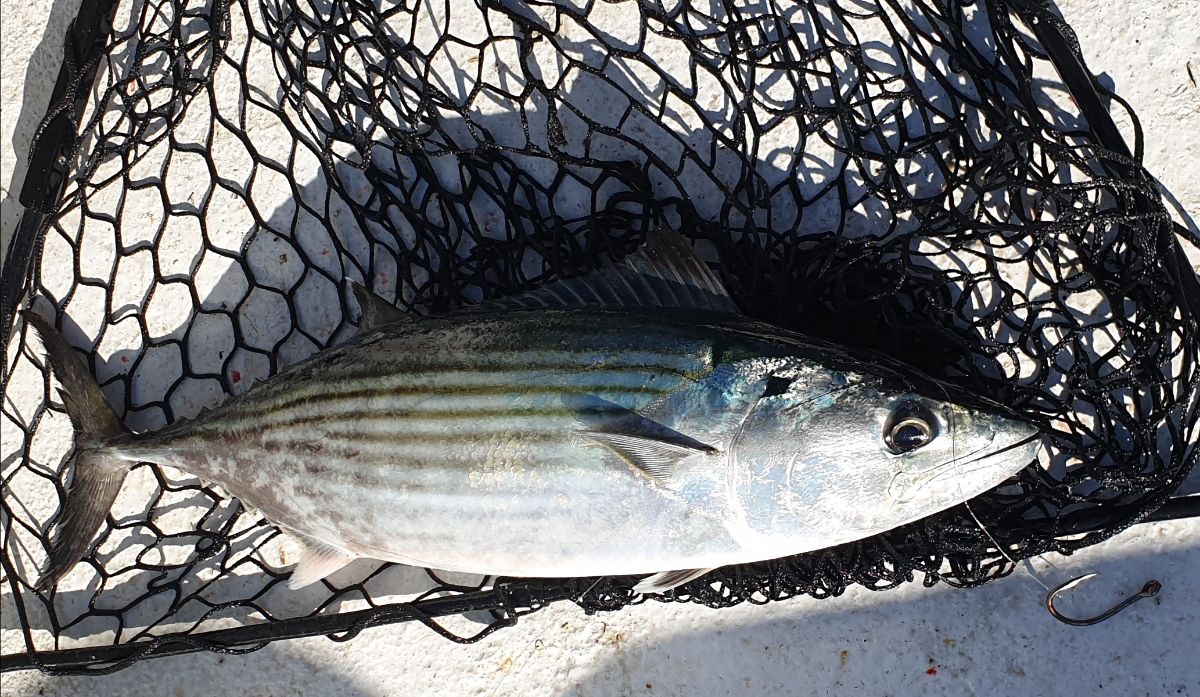 Self Isolating - Offshore fishing photo 2