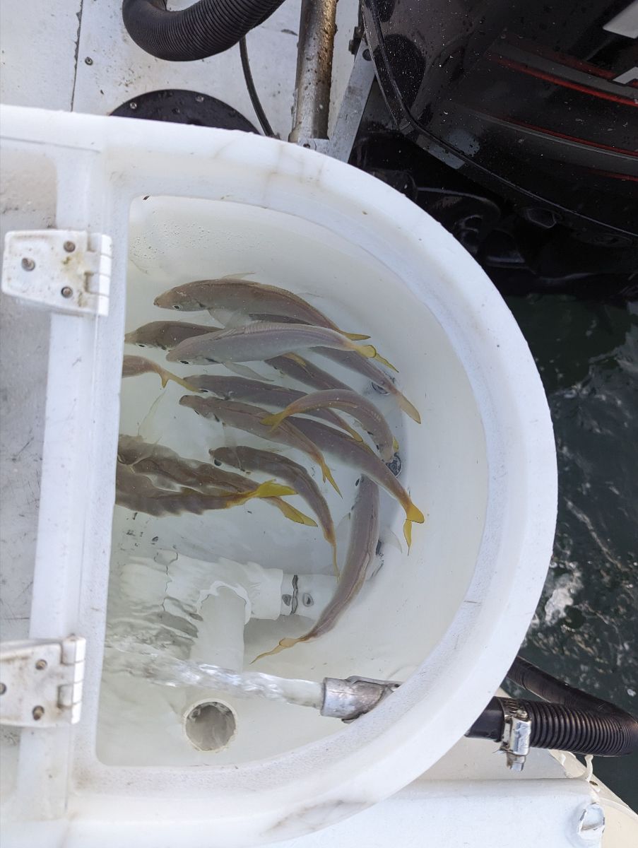 Shackle Your Tackle With a Head Start fishing photo 2