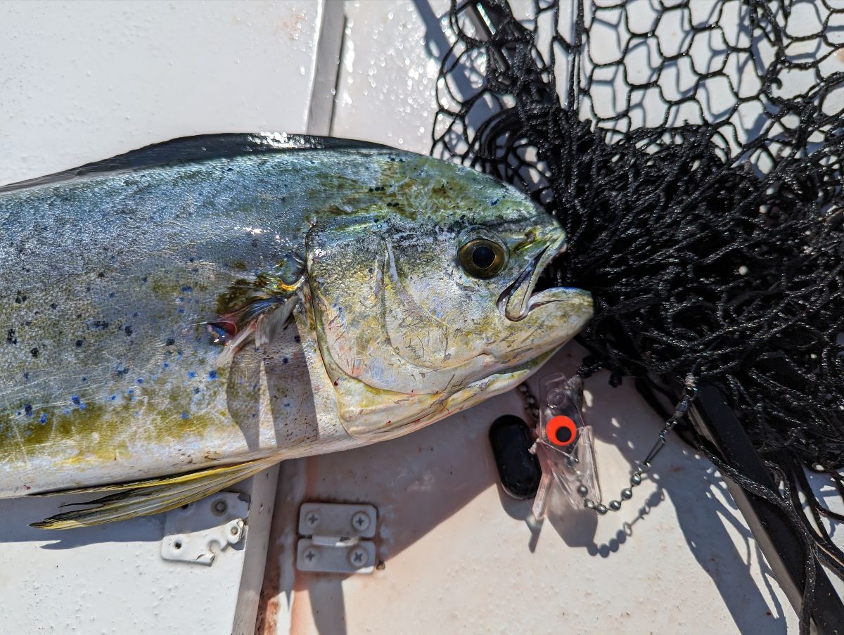 Shackle Your Tackle With a Head Start fishing photo 5