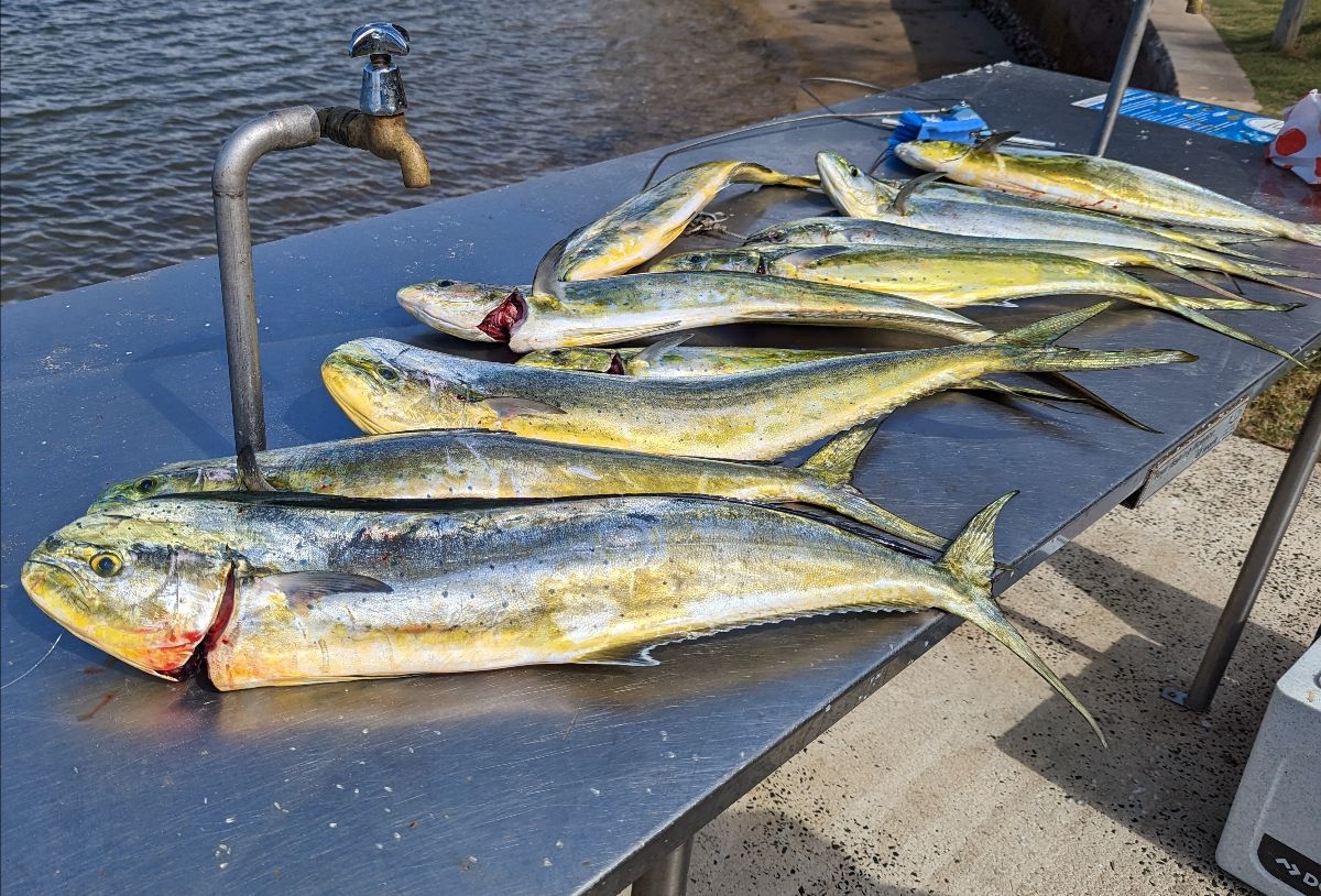 Shackle Your Tackle With a Head Start fishing photo 9