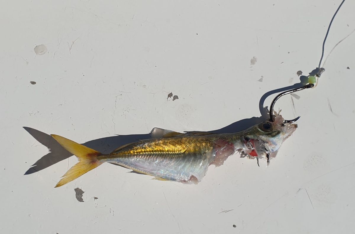 Spraypoppin' fishing photo 6