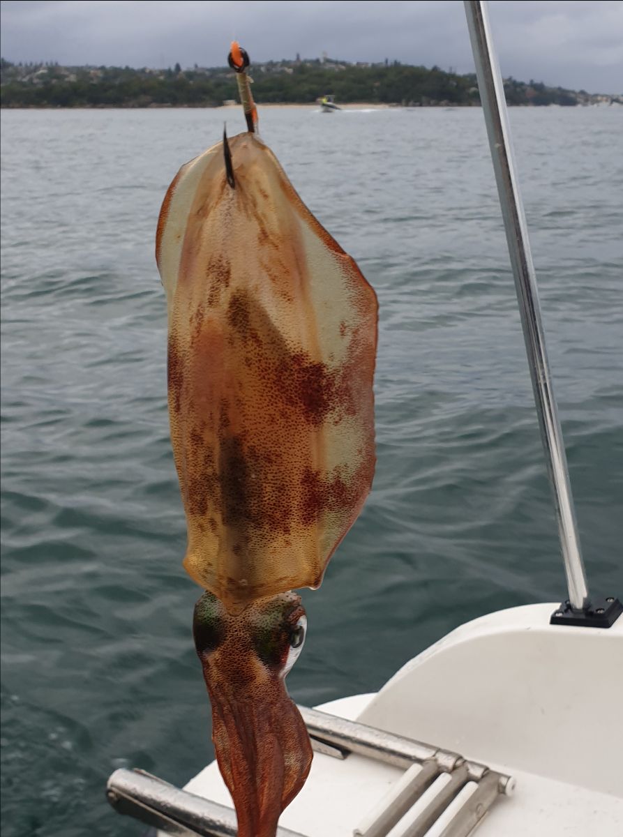 Sydney Harbour Kingfish fishing photo 5