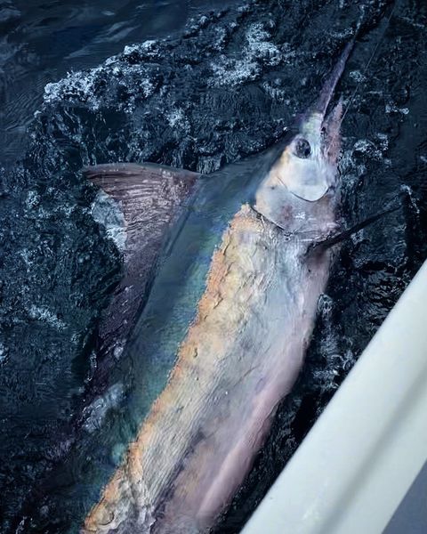 Sydney Harbour Kingfish fishing photo 12