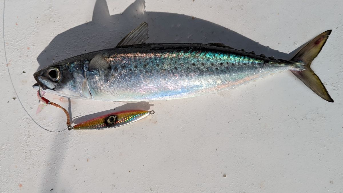 Sydney Salmon and Kings fishing photo 10