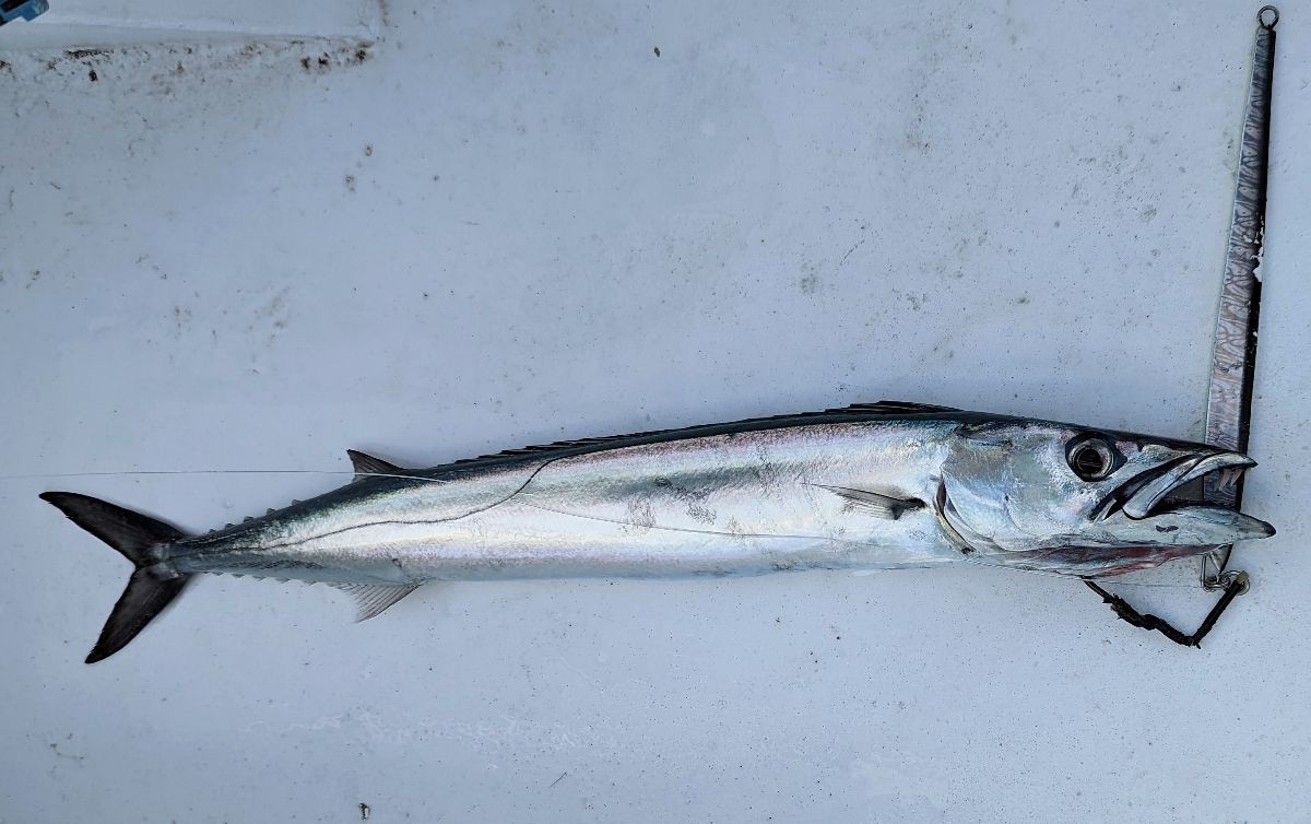 Sydney Salmon and Kings fishing photo 12