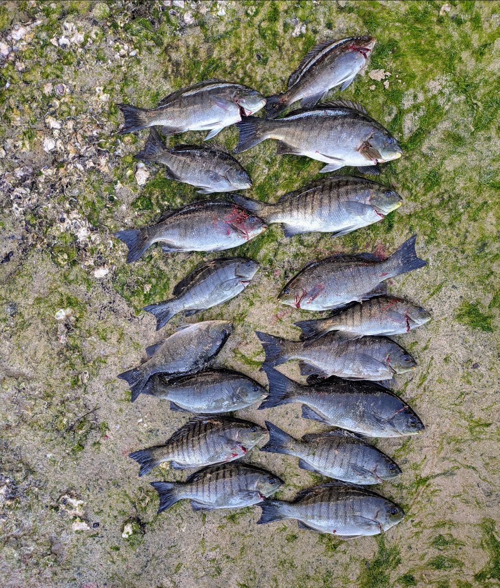 System Of A Down fishing photo 7