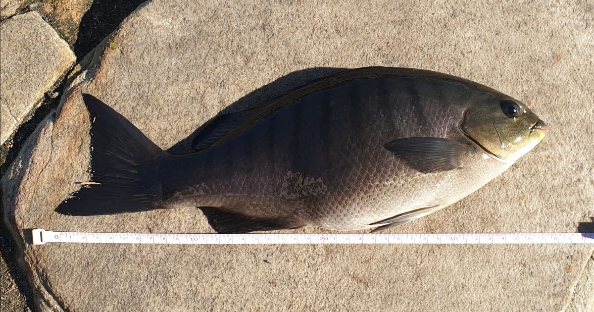 That Ol' Black Magic fishing photo 7