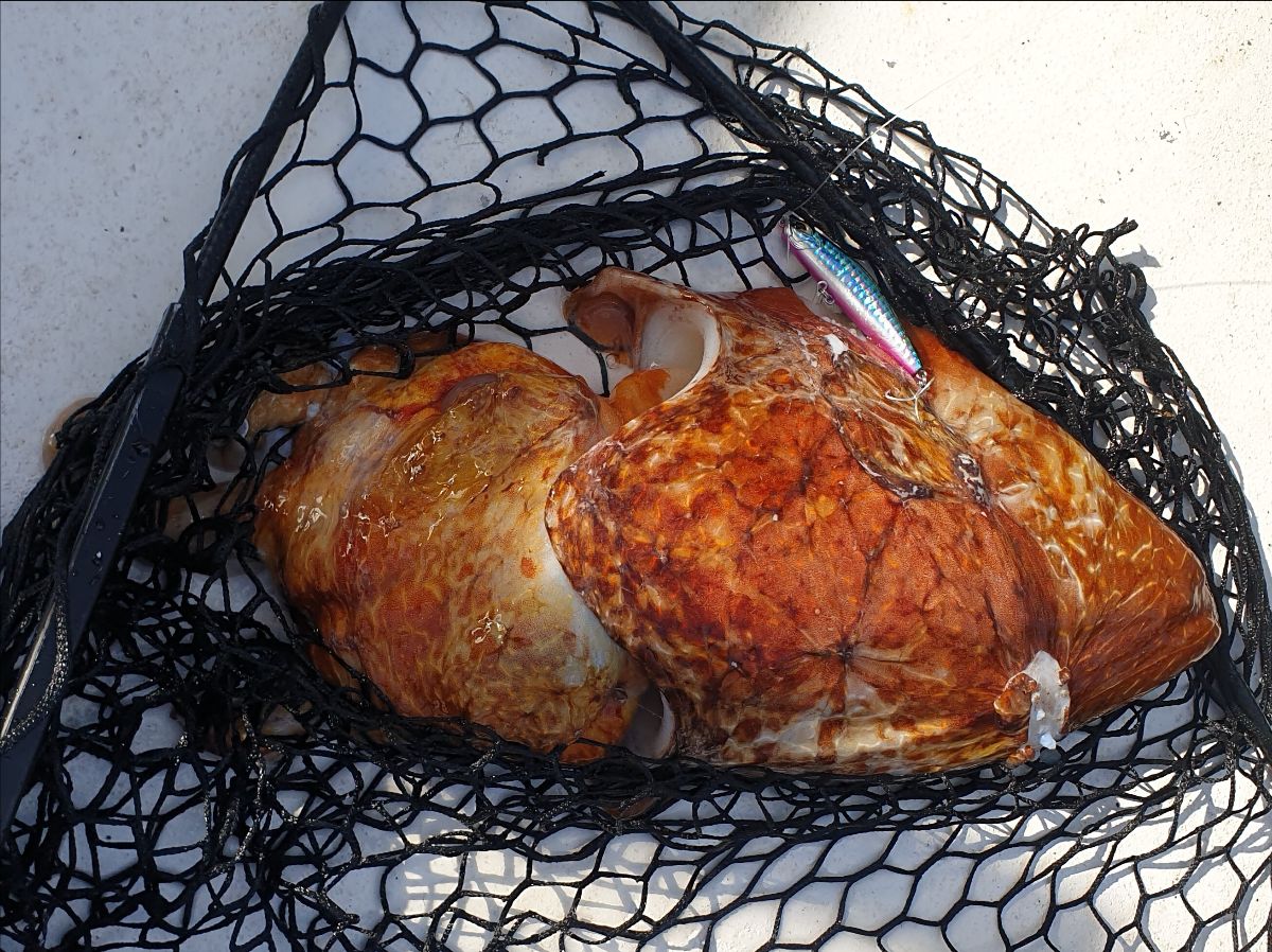 Tuesday and Thursday Offshore fishing photo 8