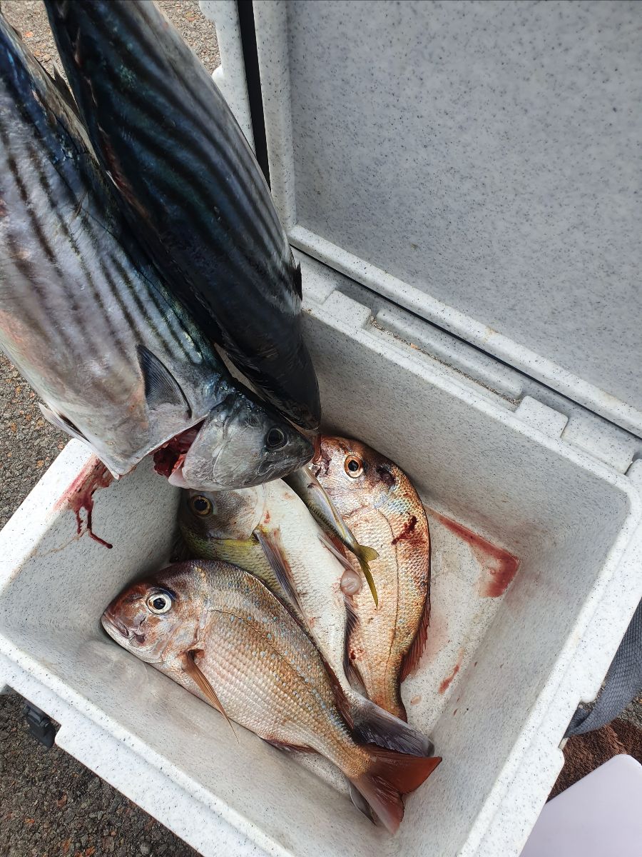 Tuesday and Thursday Offshore fishing photo 9