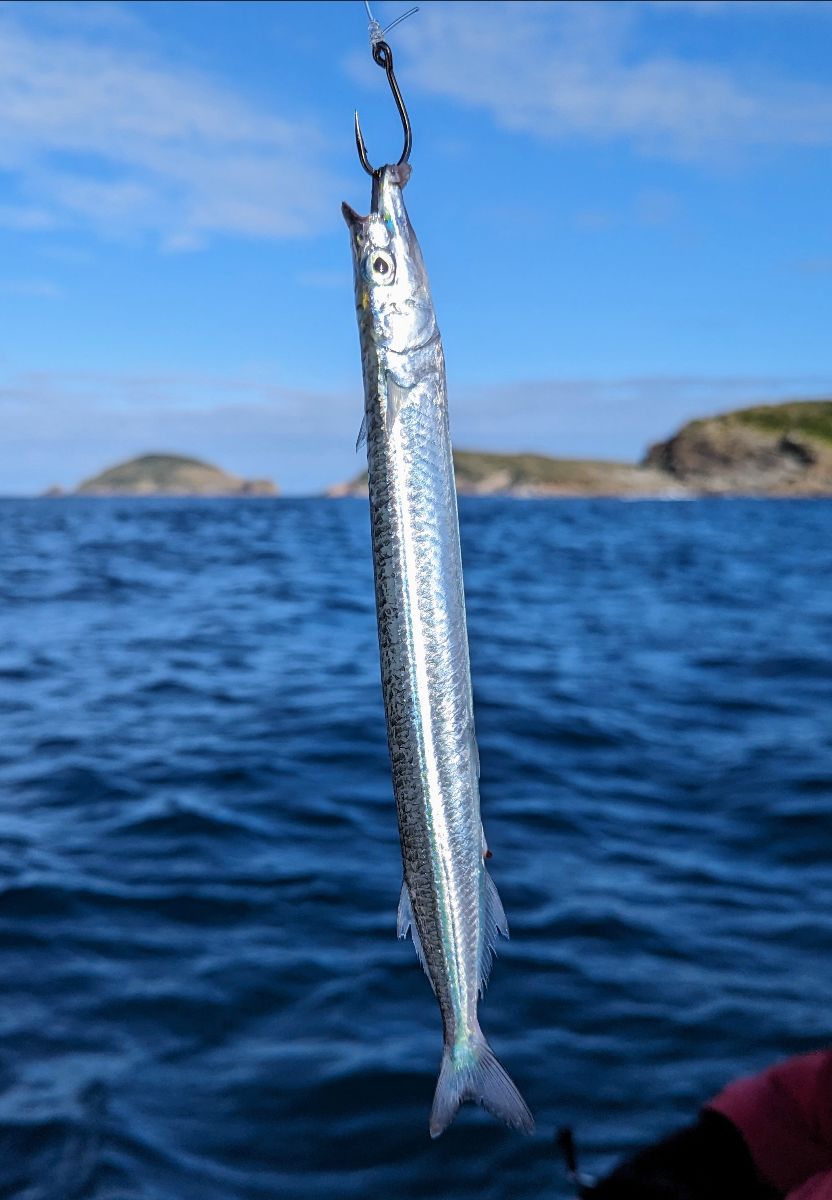 Two days at Port Stephens fishing photo 1