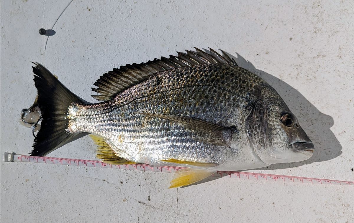Two days at Port Stephens fishing photo 2