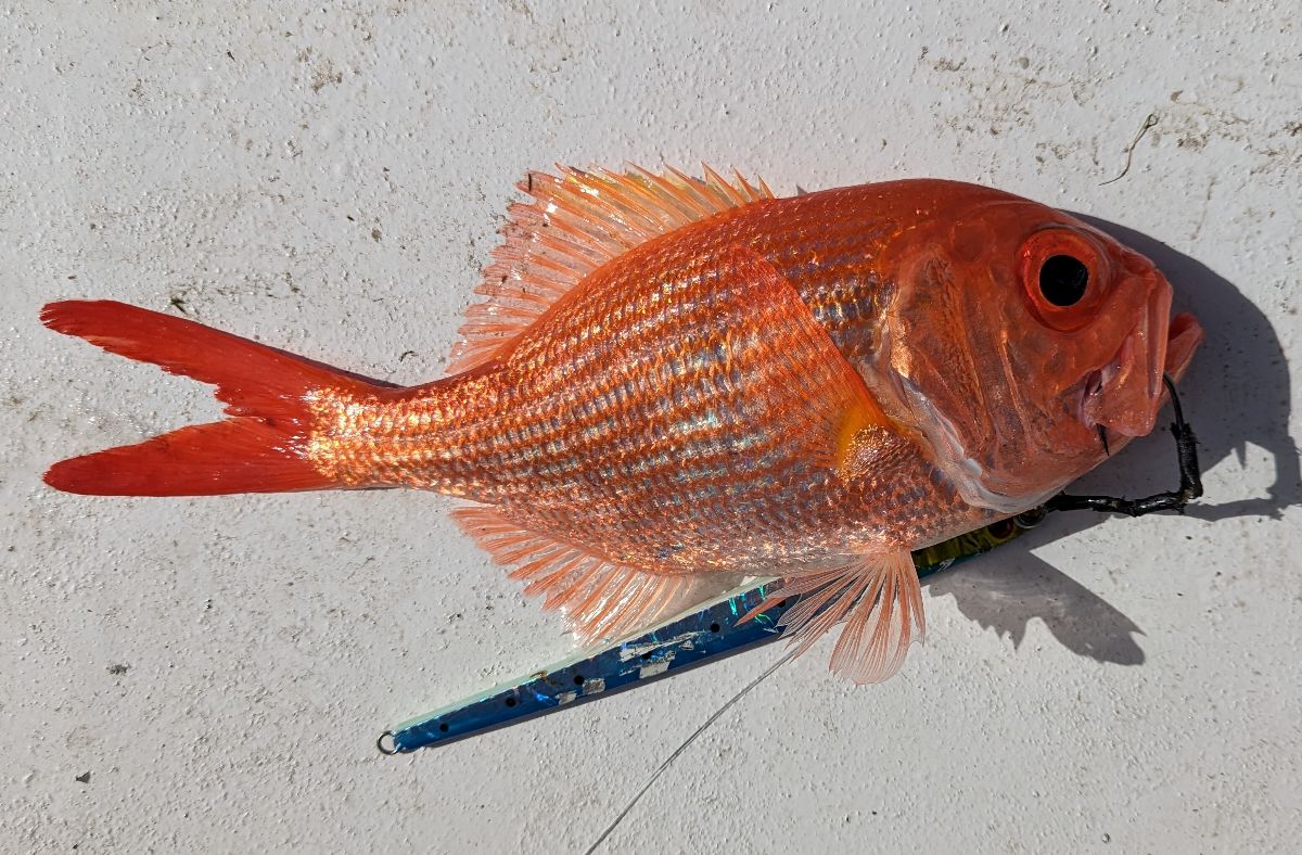 Two days at Port Stephens fishing photo 5