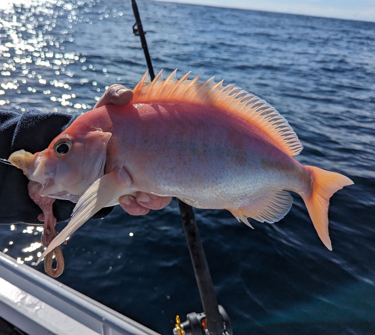 Two days at Port Stephens fishing photo 10