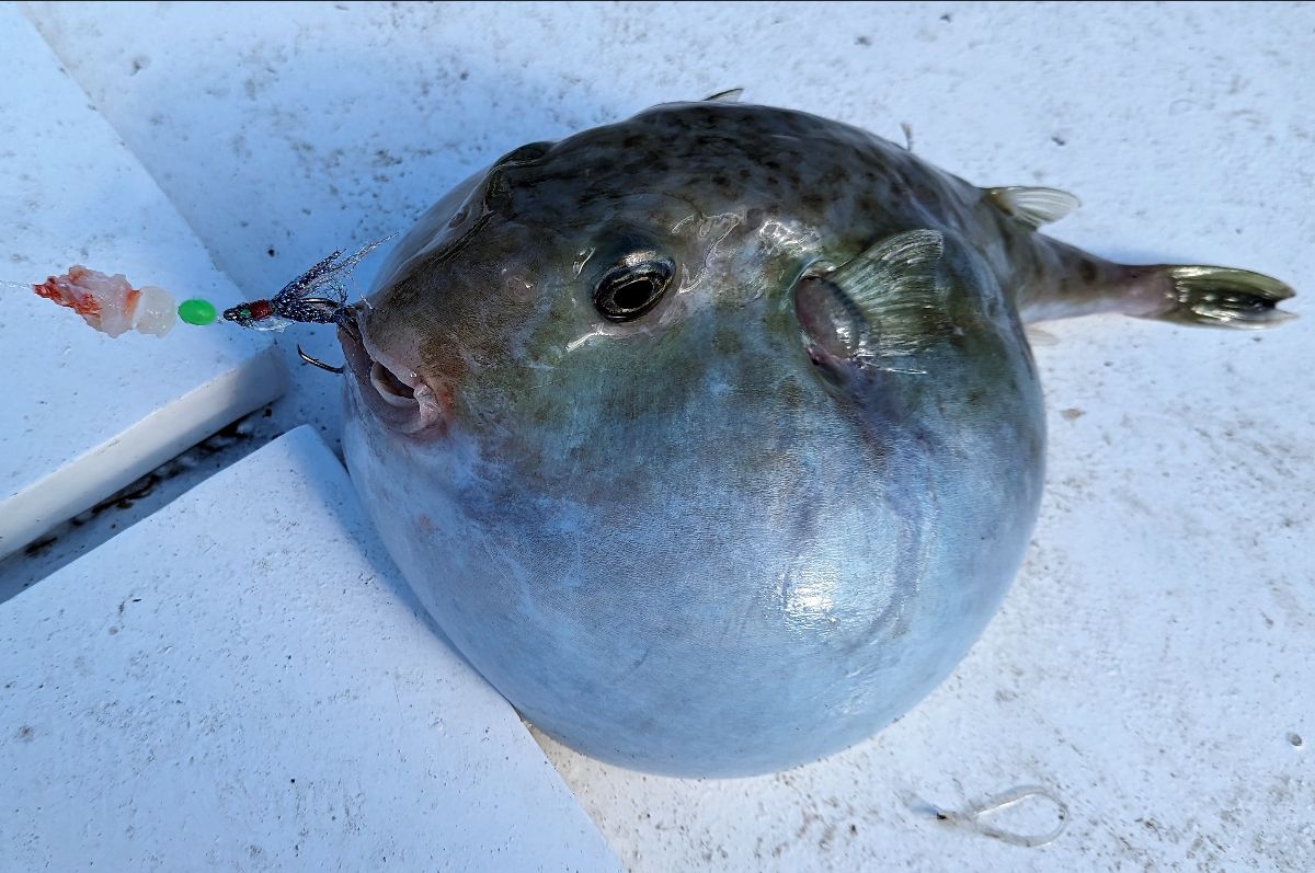 Two days at Port Stephens fishing photo 12