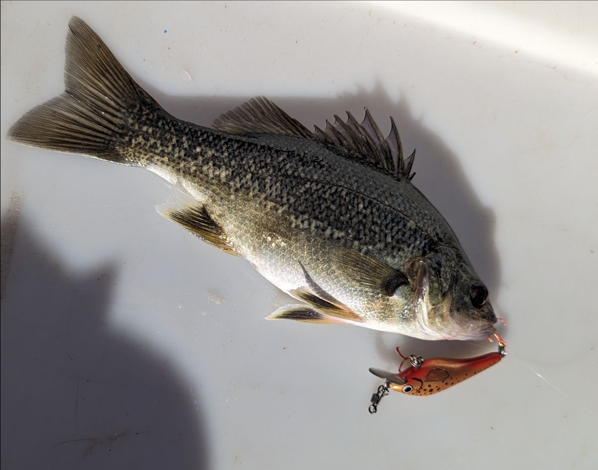Two Days On Glenbawn Dam fishing photo 6