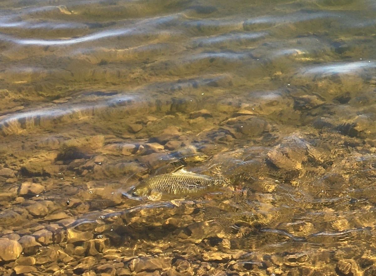 Two Days On Glenbawn Dam fishing photo 7