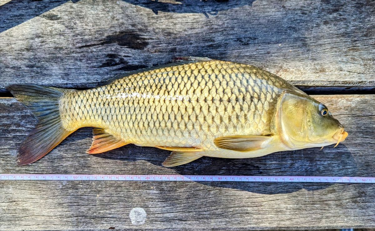 Two Days On Glenbawn Dam fishing photo 8