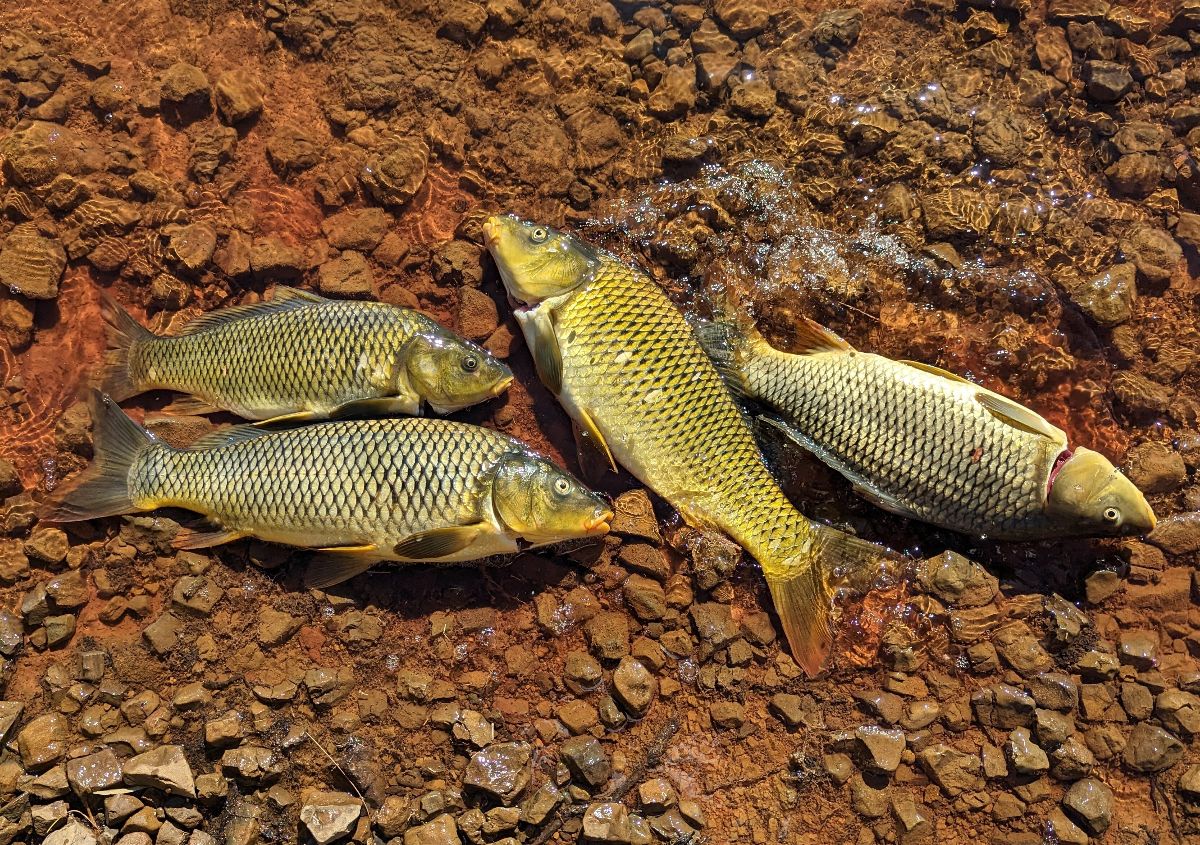 Two Days On Glenbawn Dam fishing photo 10