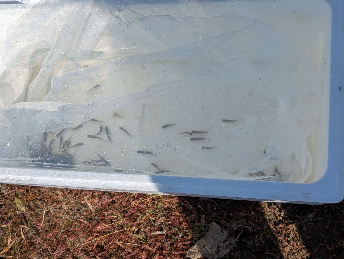 TWO TRIPS OUT WEST fishing photo 5