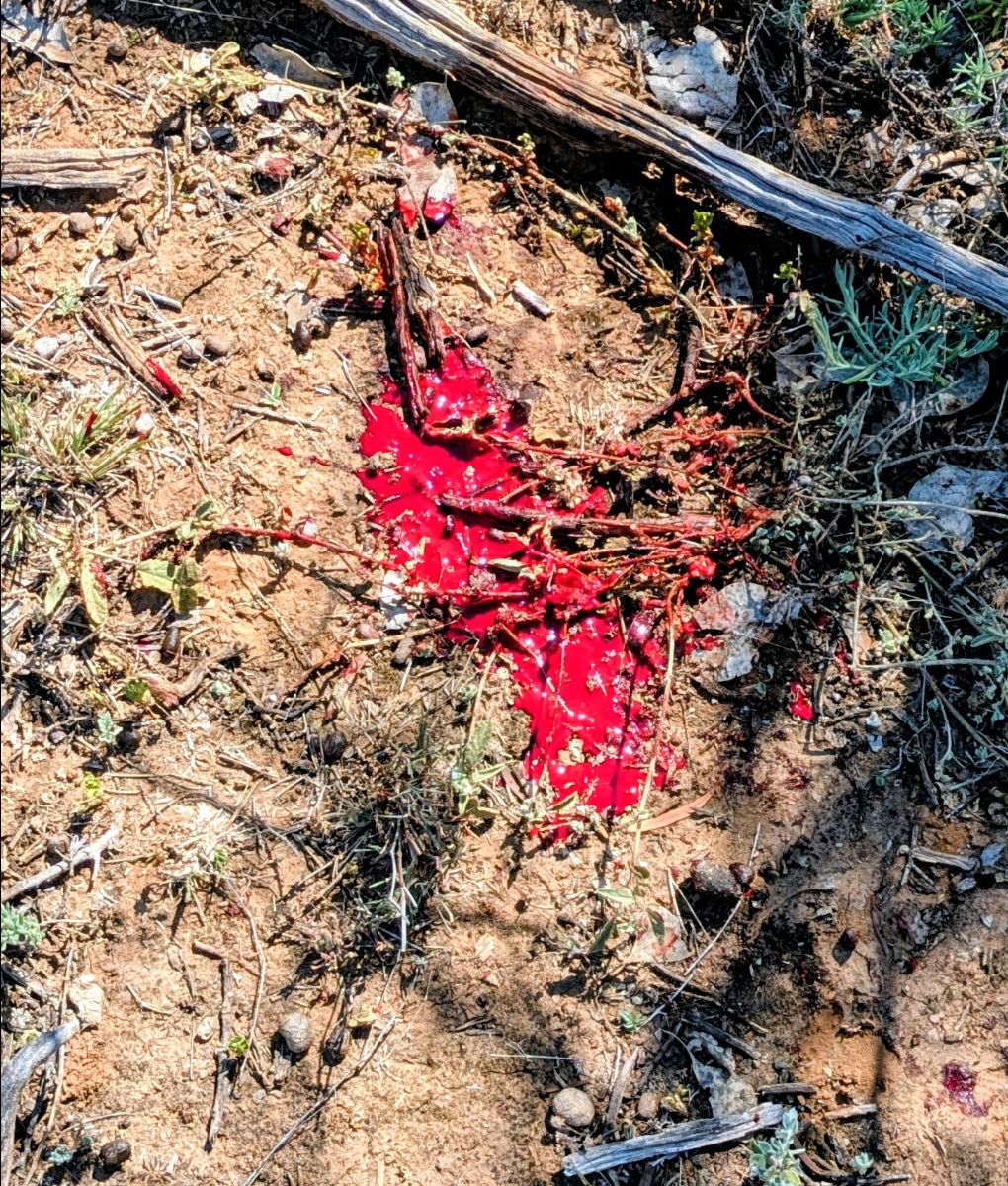TWO TRIPS OUT WEST fishing photo 7