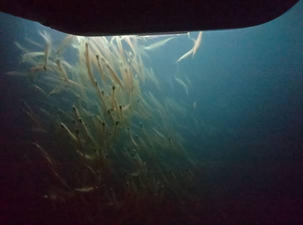 Underwater squid lights - they're deadly fishing photo 3
