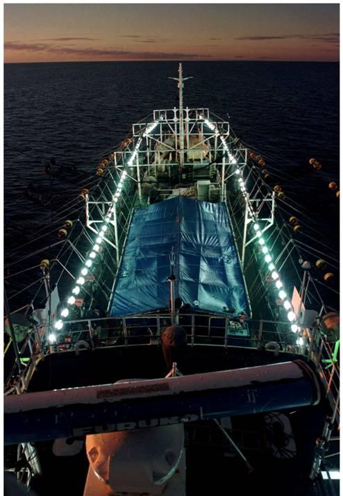 Underwater squid lights - they're deadly fishing photo 4