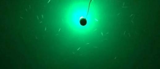 Underwater squid lights - they're deadly fishing photo 6
