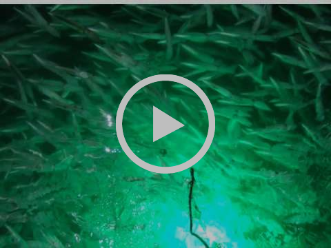 Underwater squid lights - they're deadly fishing photo 9