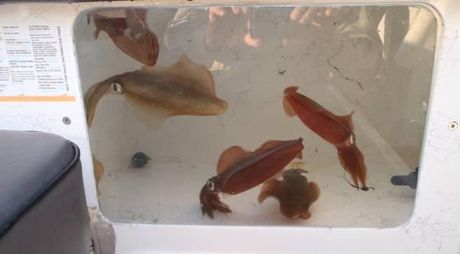 Underwater squid lights - they're deadly fishing photo 13