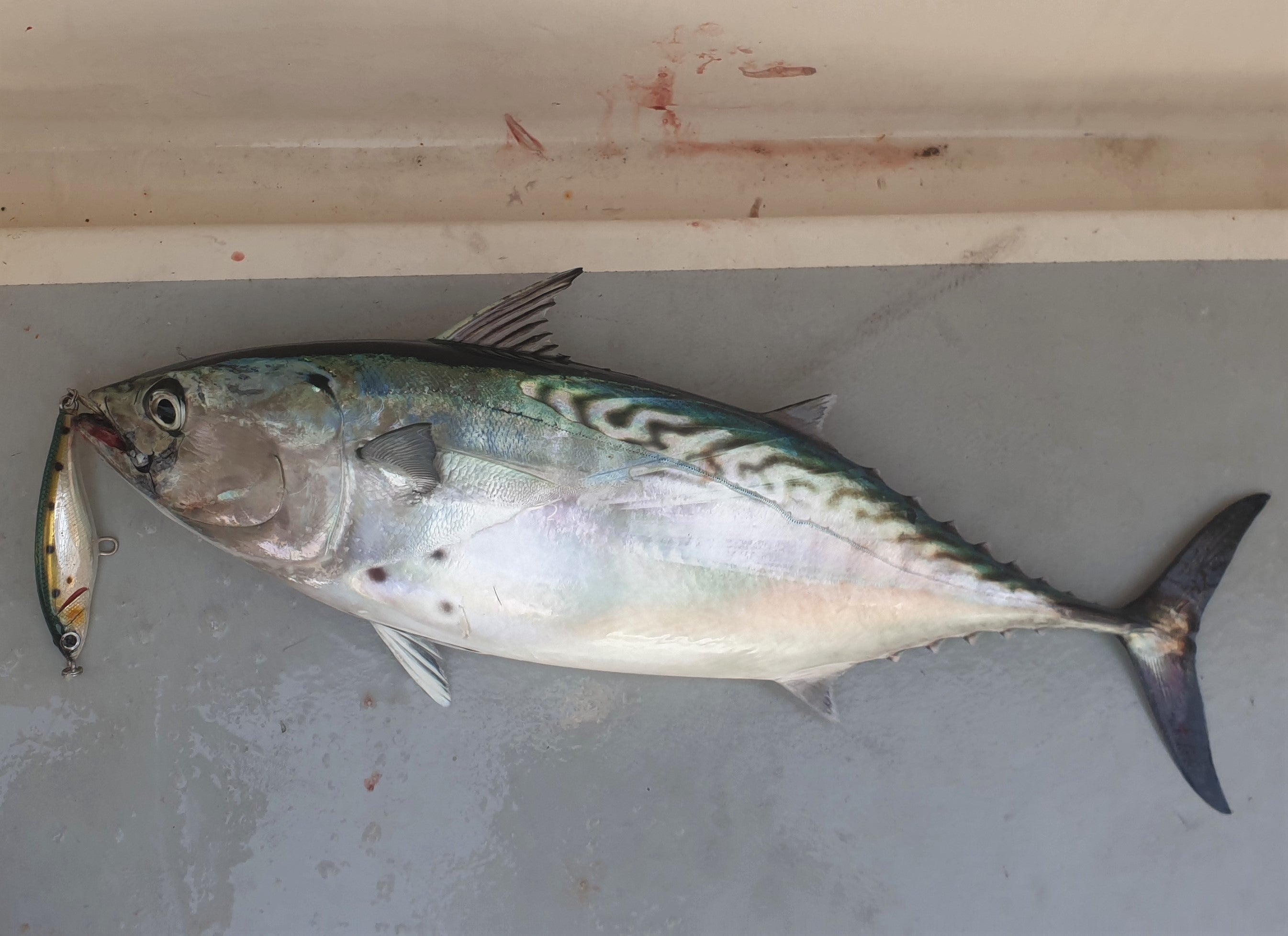 Wild Weather, Wild Fish fishing photo 6