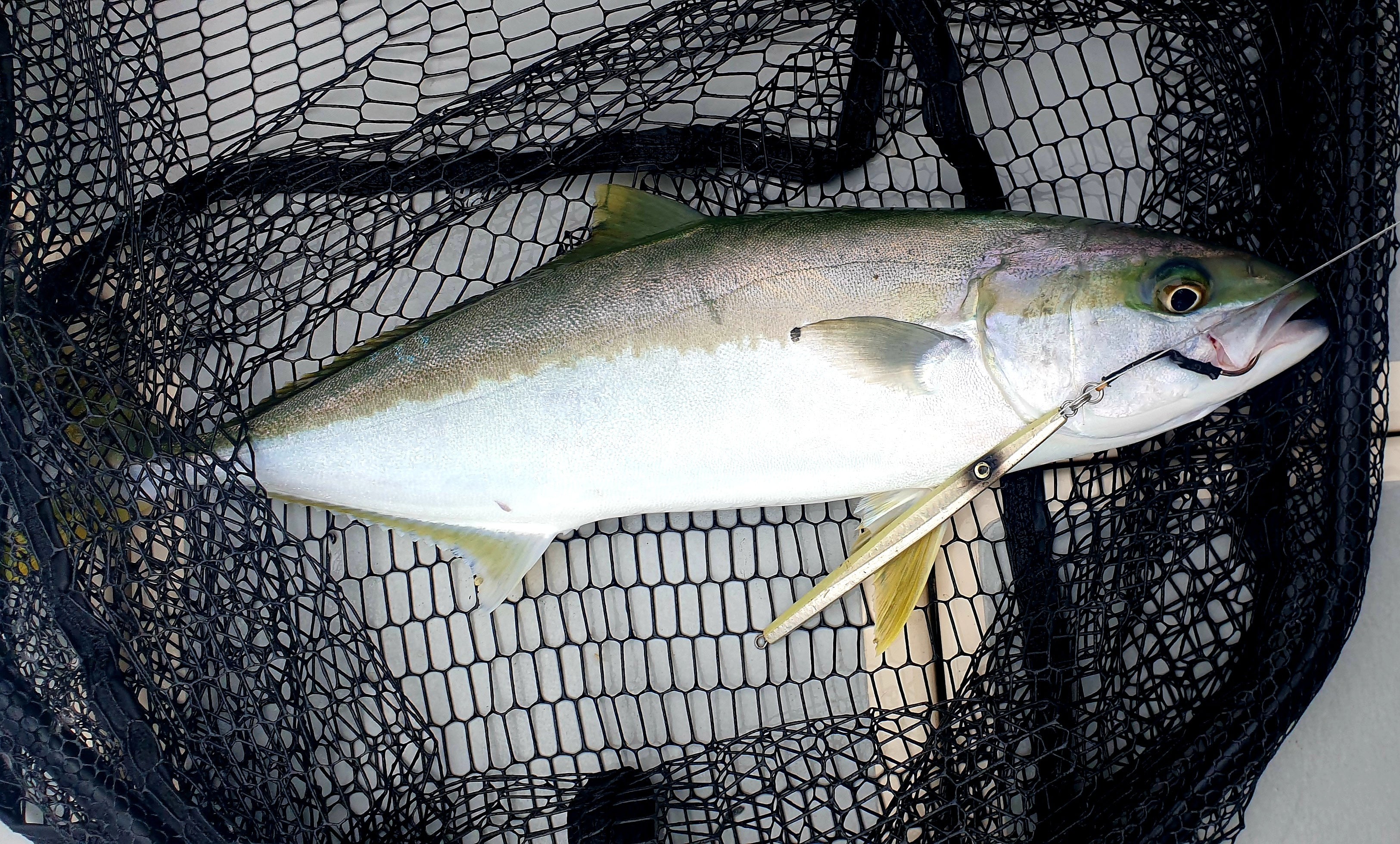 Wild Weather, Wild Fish fishing photo 8