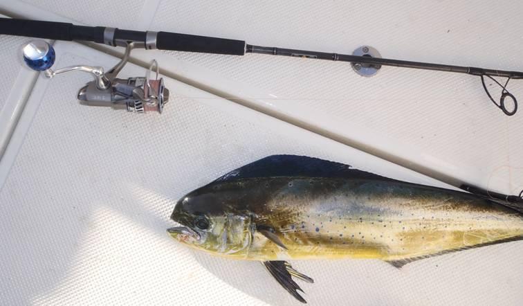 Ryobi 4000 with 7 foot 702 reel and rod combo