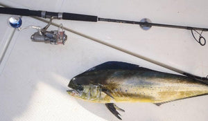 Ryobi 4000 with 7 foot 702 reel and rod combo