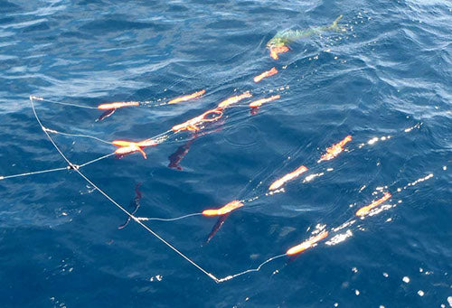 Luring Mahi Mahi with a Downrigger Shop Spreader Bar